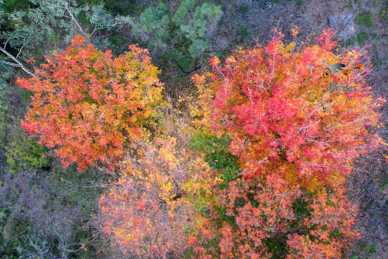 Chinese Pistachios autumn colour